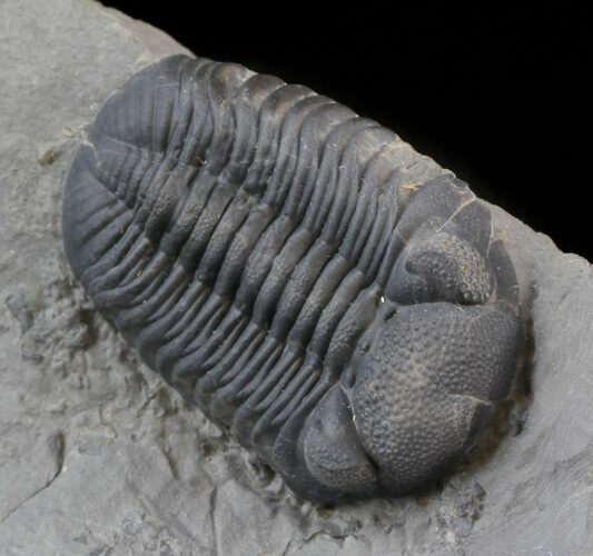 Prone Eldredgeops (Phacops) Trilobite - New York #45059